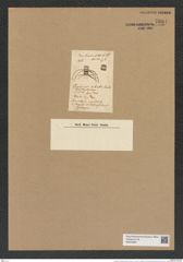 Chaetoceros ciliatus Lauder (de-Toni-Nr.: Genus 149, Species 4130) Zeichnungen Sammlung Grunow Nr. 7684 (NHMW-BOT-W0376881)